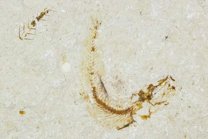 Cretaceous Fossil Fish (Charitopsis) - Lebanon #111678